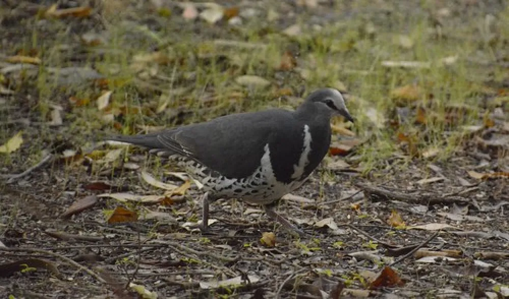 Binn Beach Campground