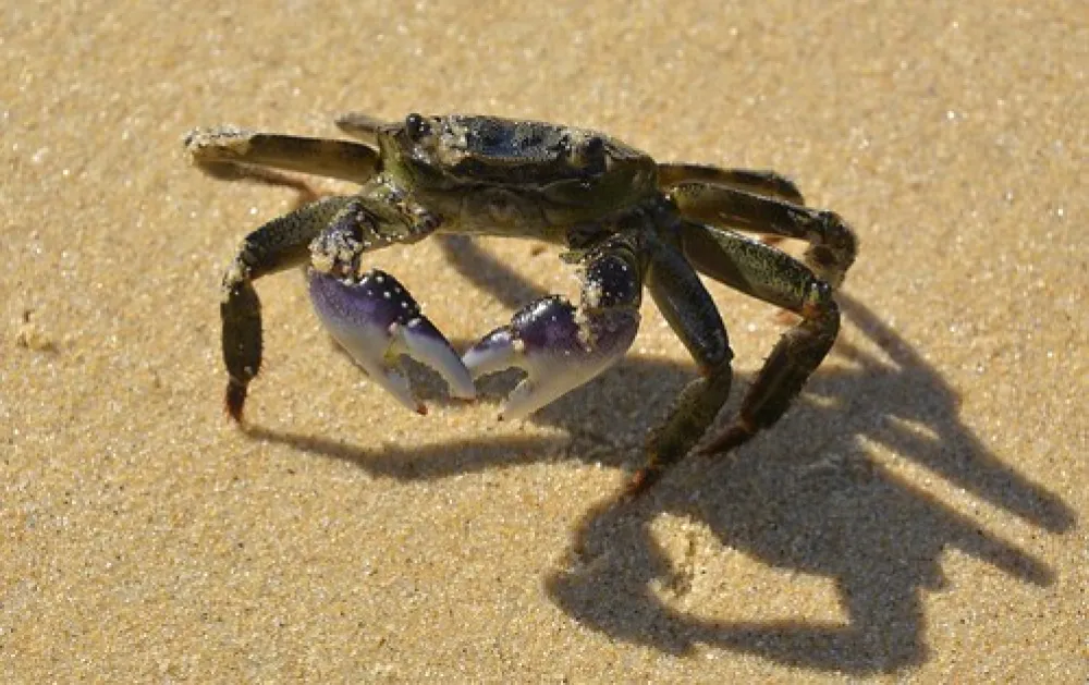 Binn Beach Campground
