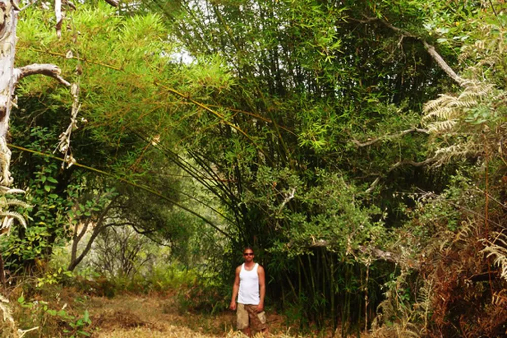 Casas Novas da Palmeira