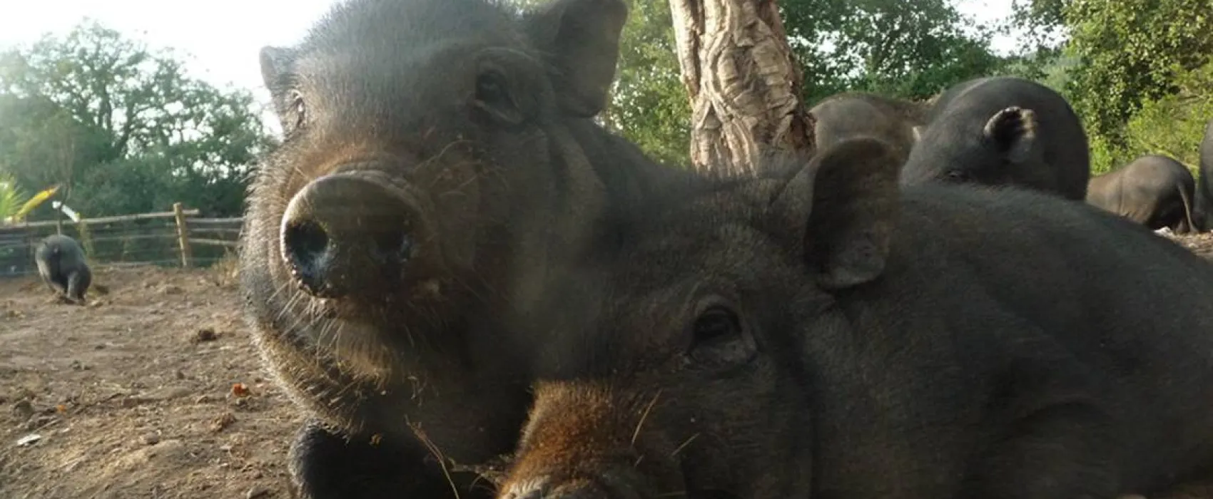 Casas Novas da Palmeira