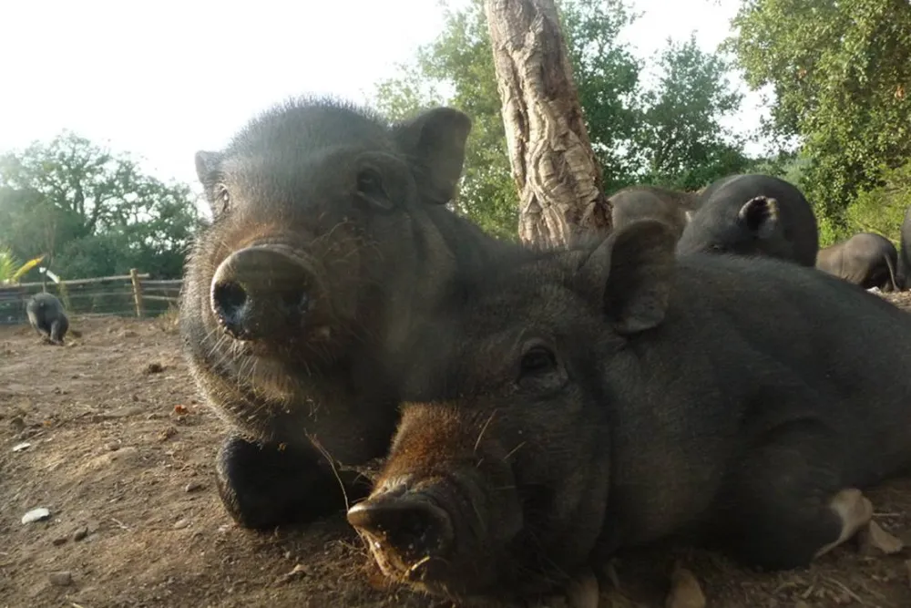Casas Novas da Palmeira