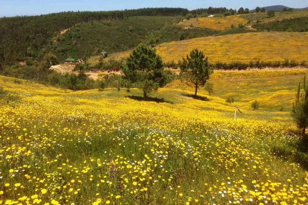 Casas Novas da Palmeira