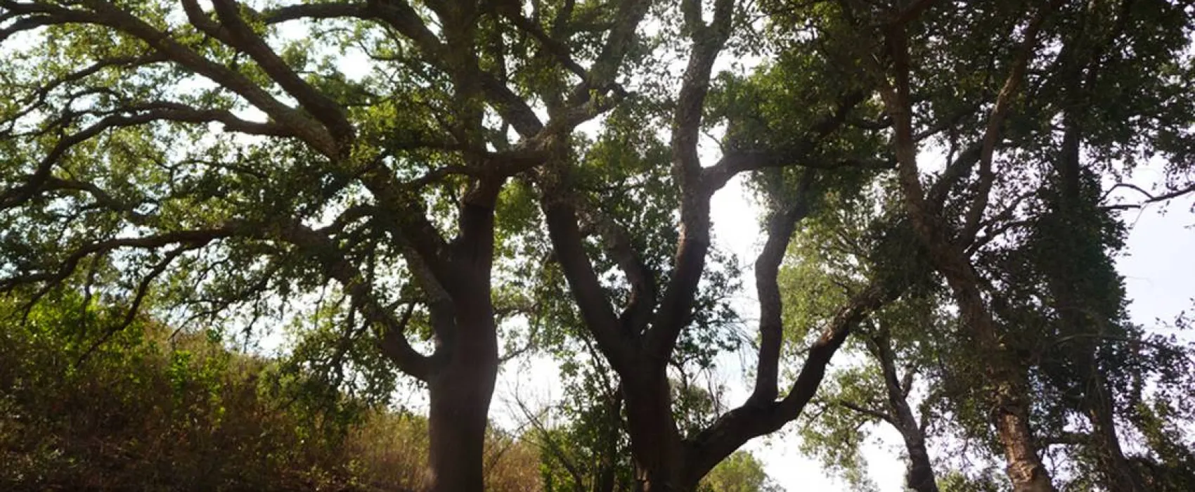 Casas Novas da Palmeira