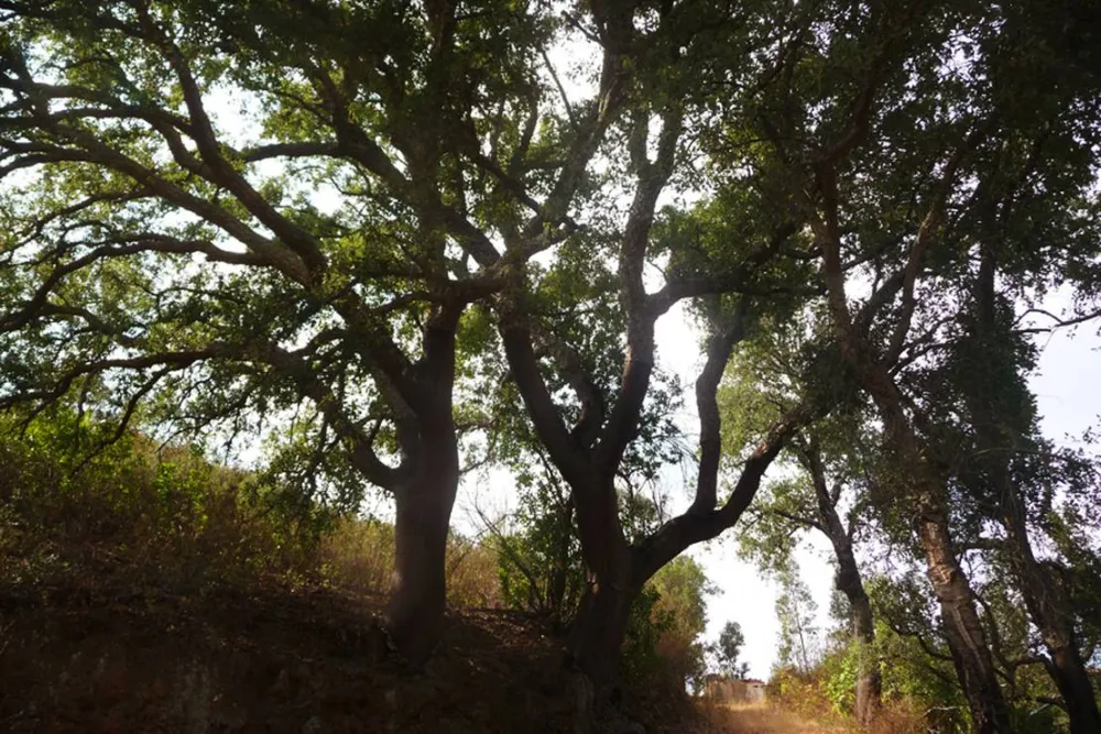 Casas Novas da Palmeira