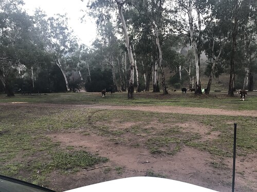 Sheepyard Flat Campground