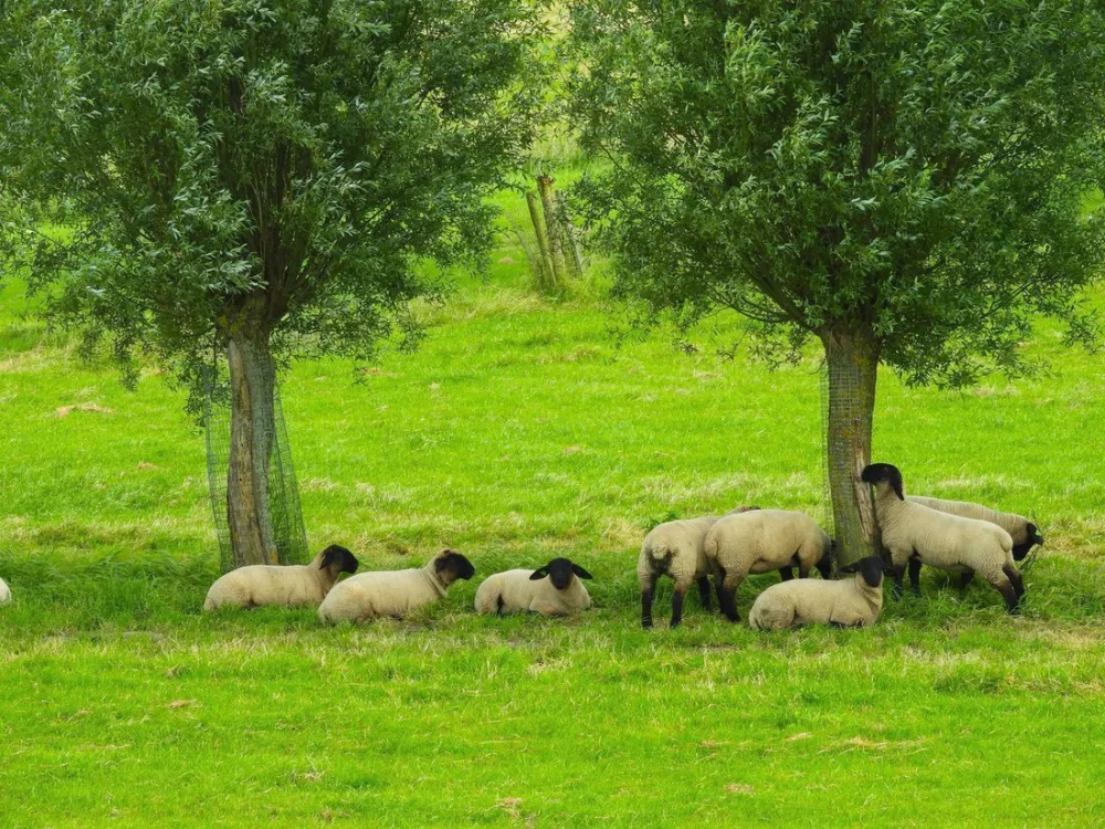 Minicamping Mattemburgh