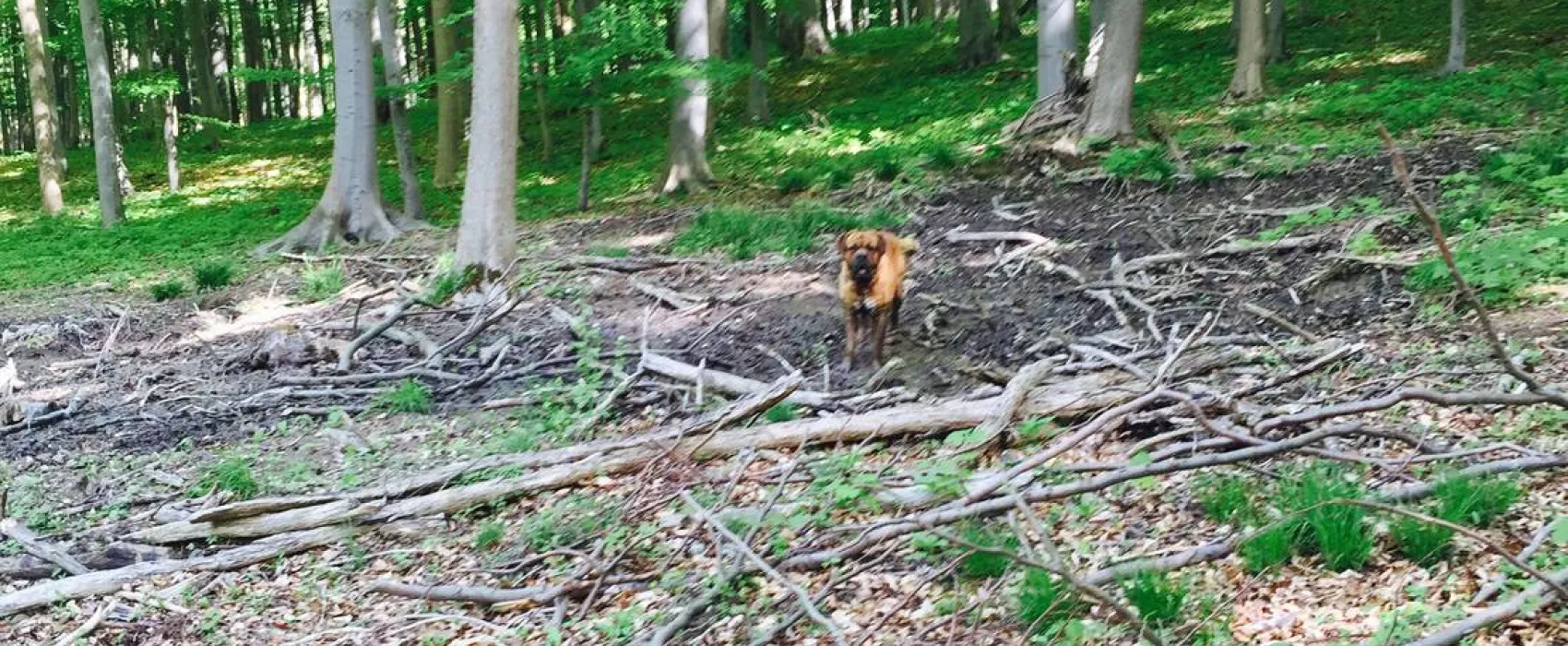 Campingplatz Am Hünstein