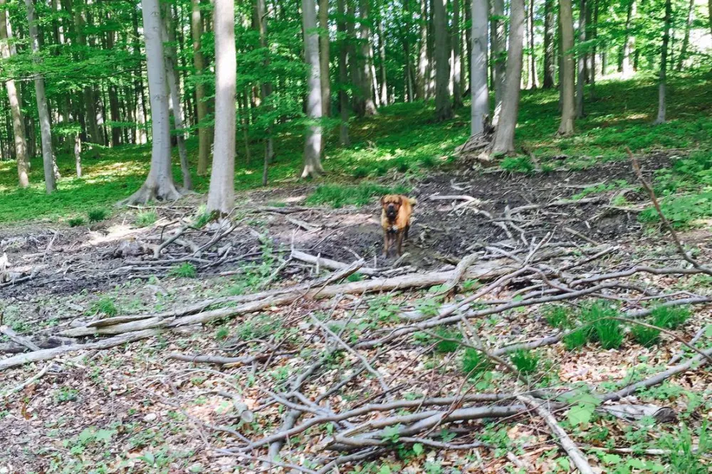 Campingplatz Am Hünstein