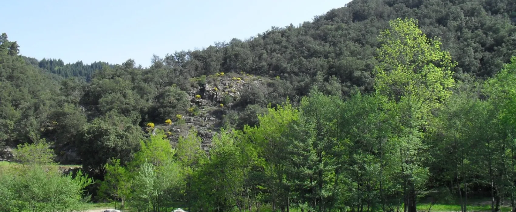 A L'Ombre des Sycomores