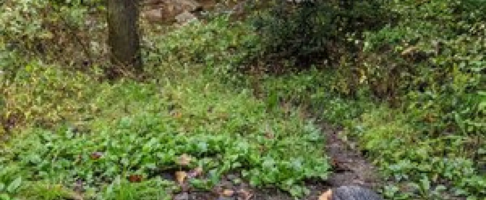 Avery Creek Roadside Campsites