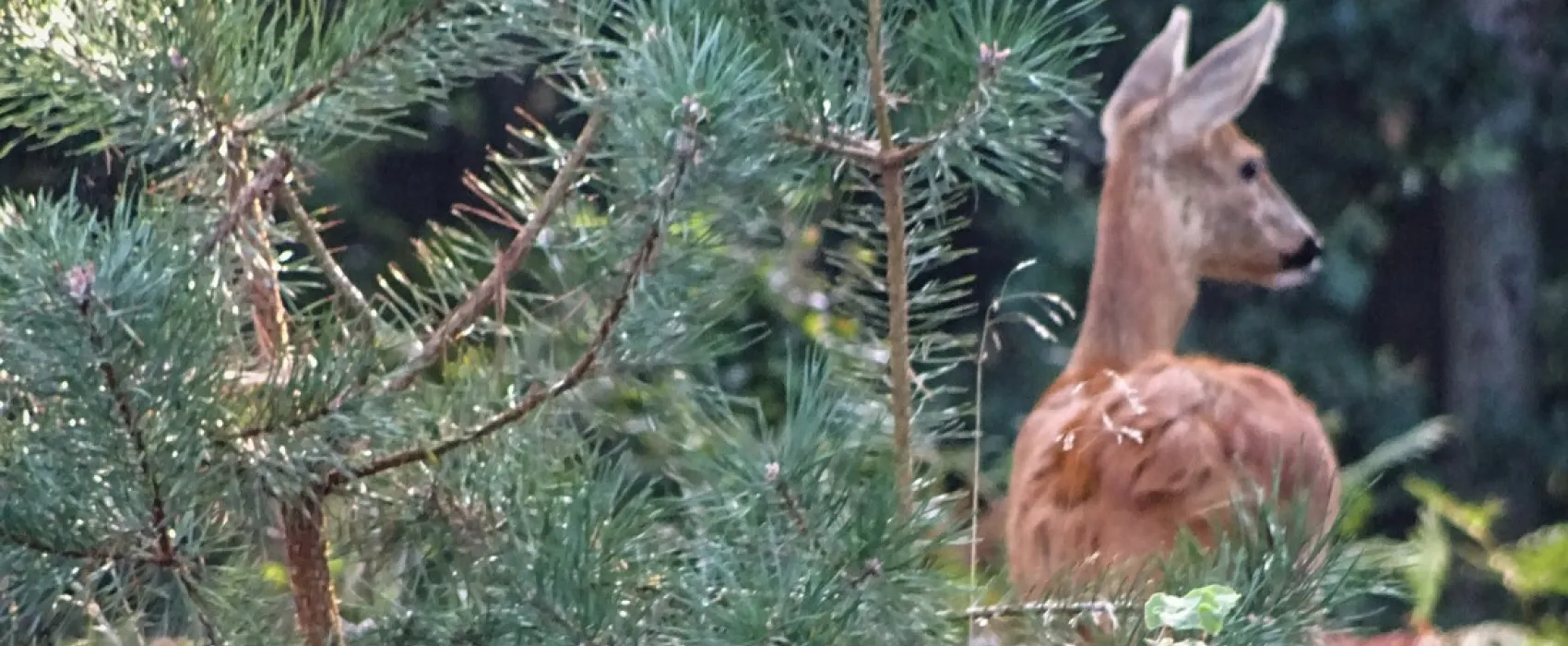 Minicamping Molenallee