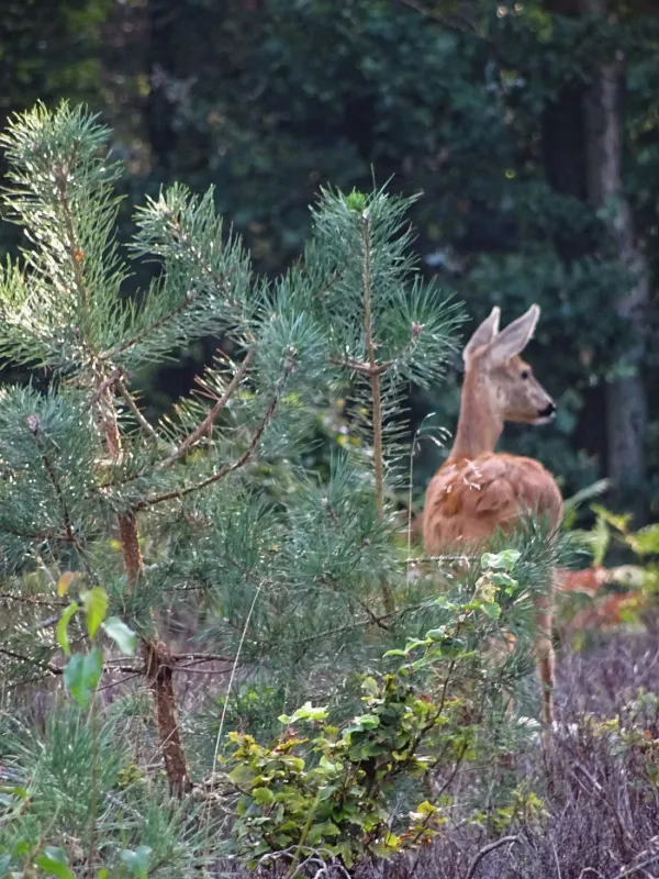 Minicamping Molenallee