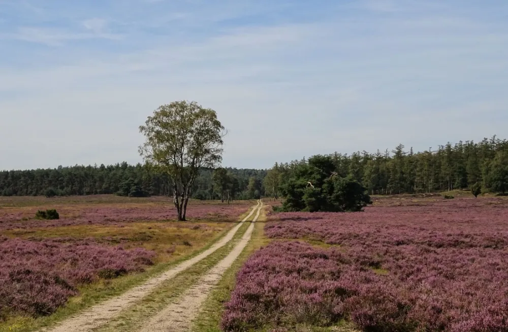 Minicamping Molenallee