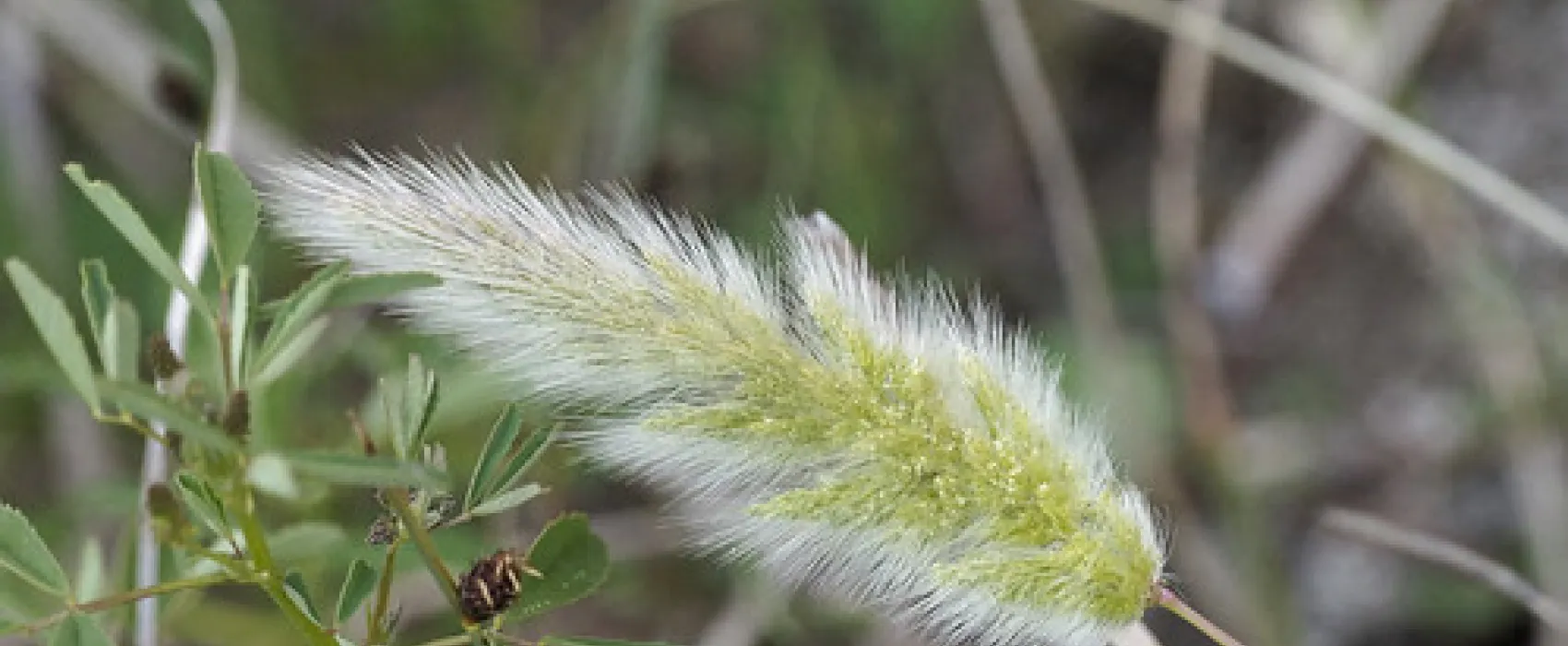 The Wattles Campground