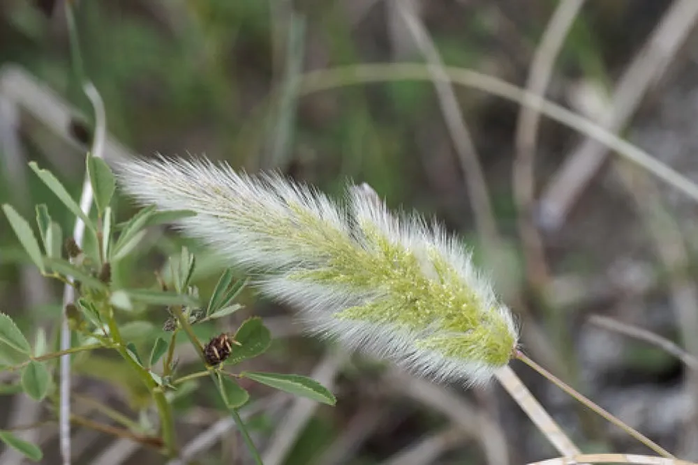 The Wattles Campground