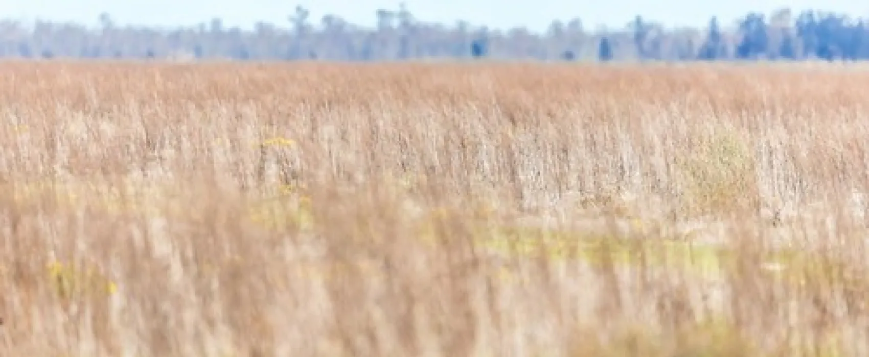 The Wattles Campground