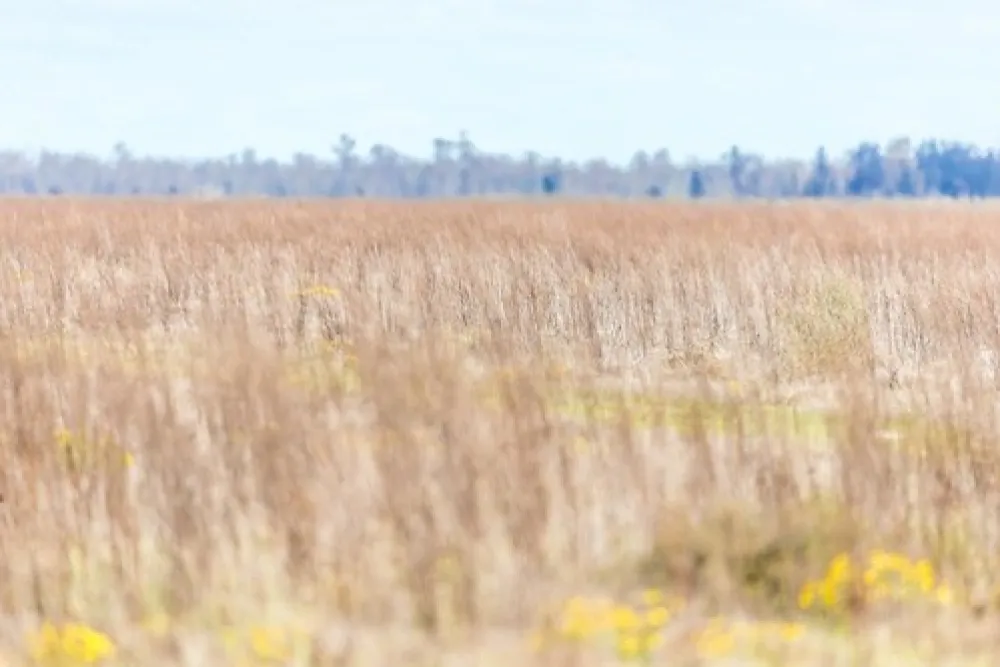 The Wattles Campground