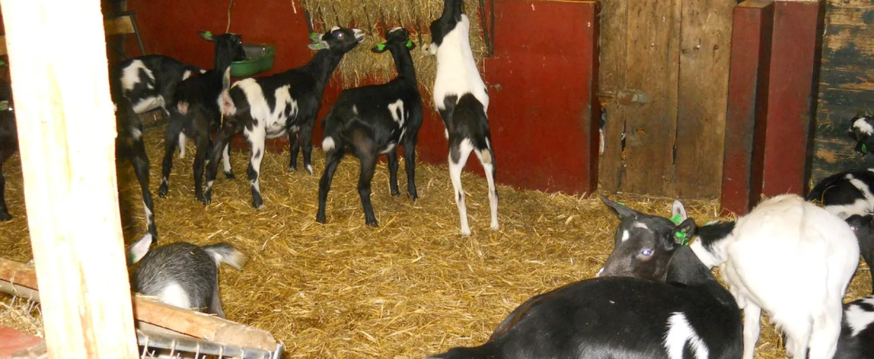 Boerderijcamping De Brömmels