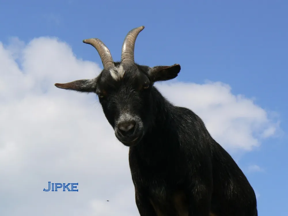 Minicamping Martinus Plak