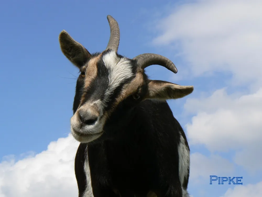 Minicamping Martinus Plak