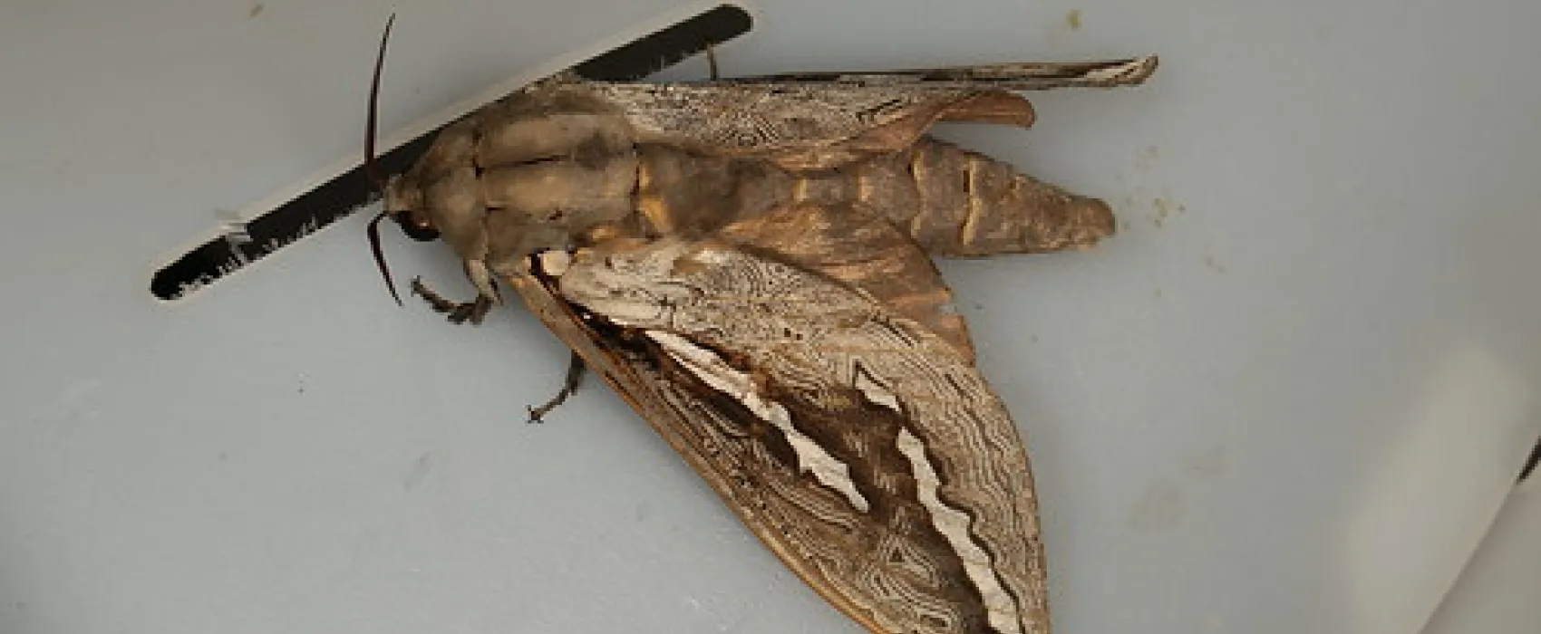 Boar Gully Campground