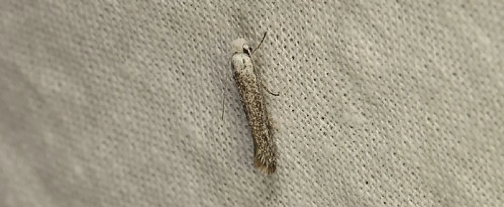 Boar Gully Campground