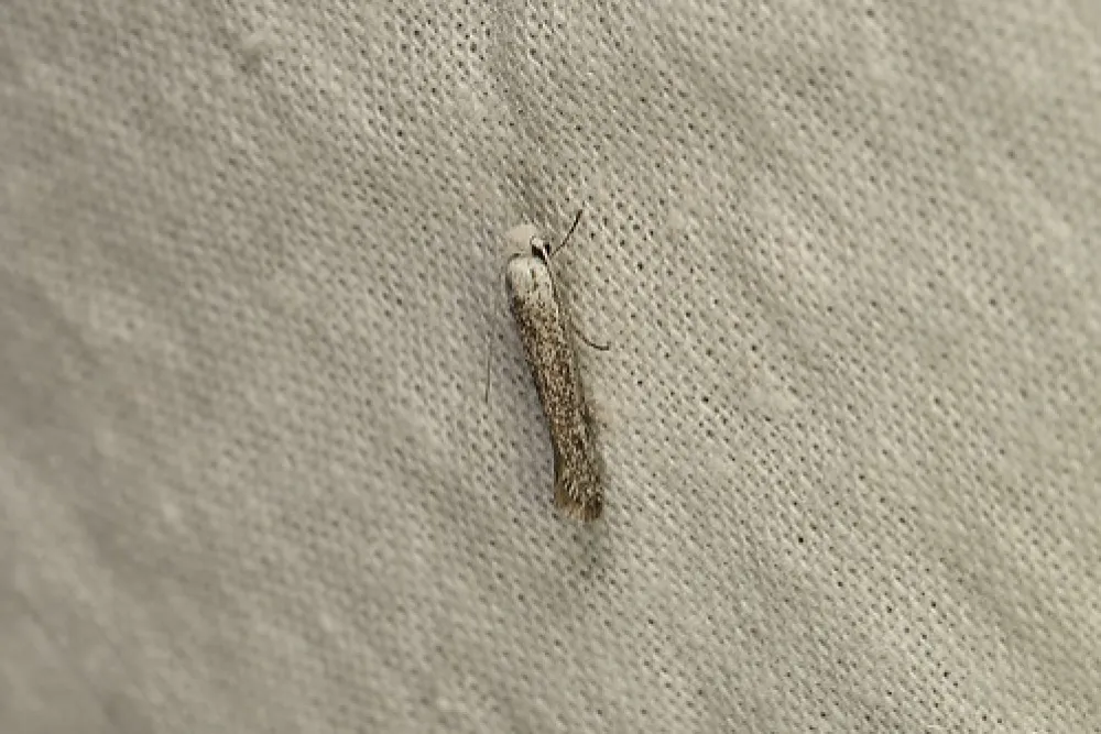 Boar Gully Campground