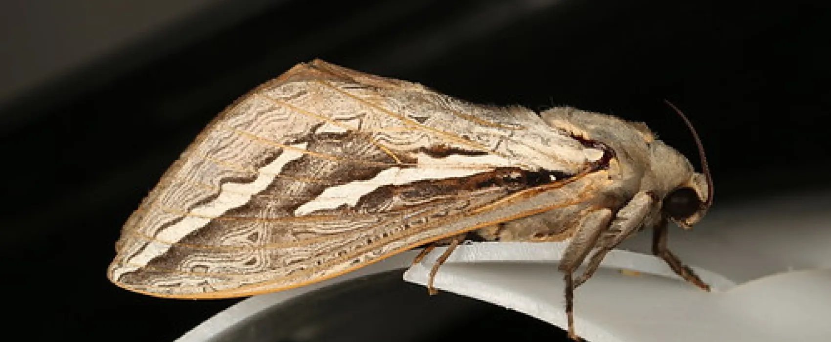 Boar Gully Campground