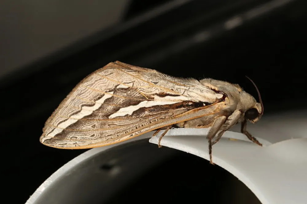 Boar Gully Campground