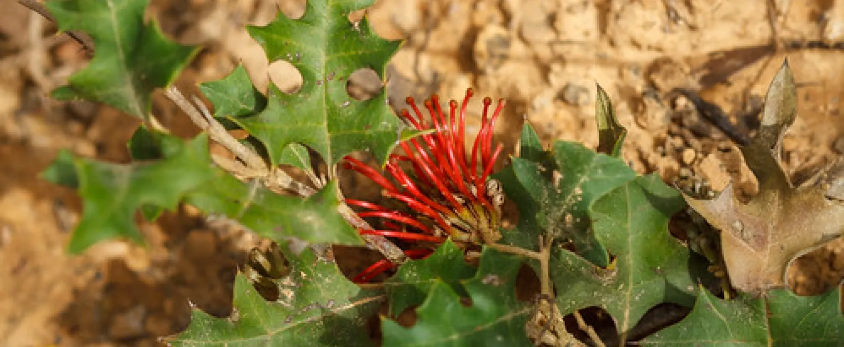 Boar Gully Campground