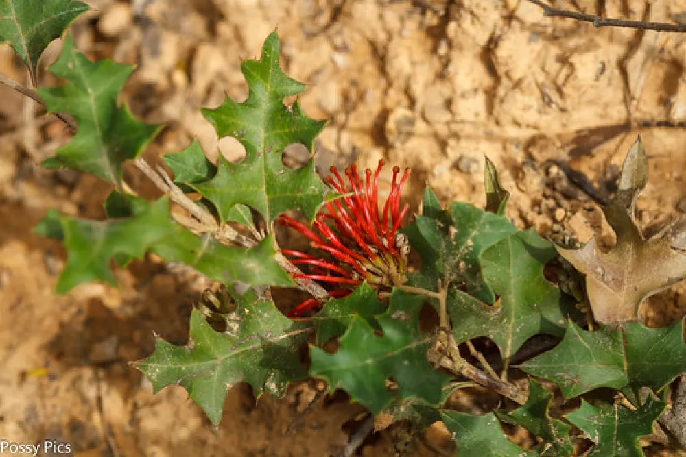 Boar Gully Campground