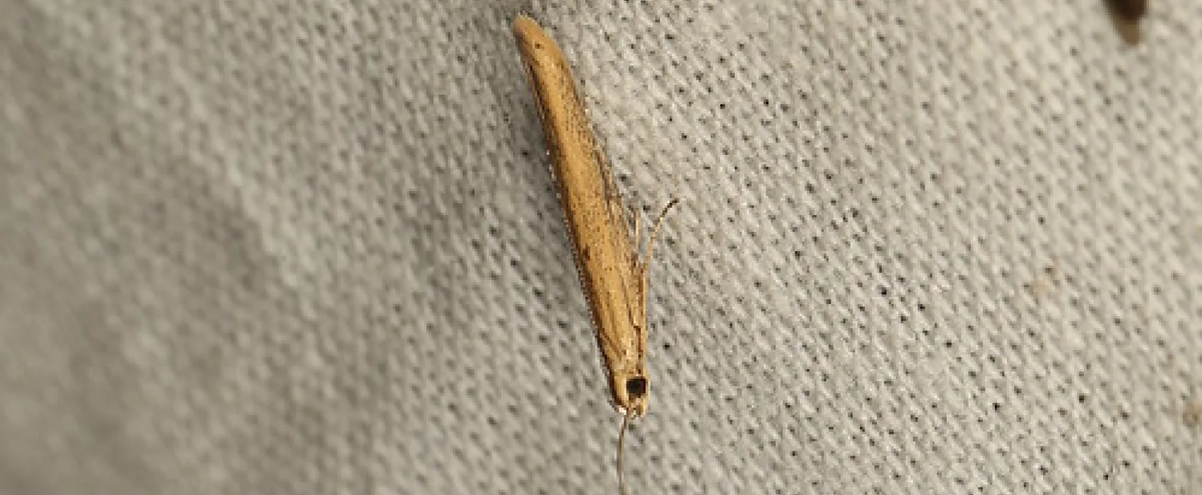 Boar Gully Campground