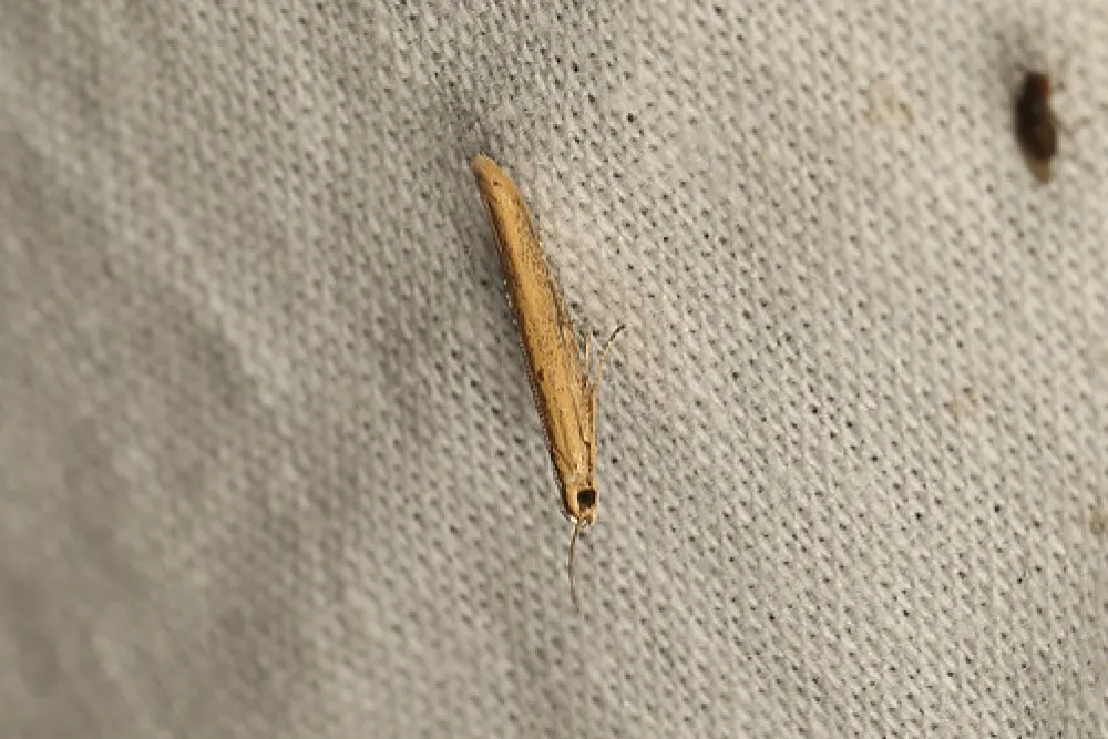 Boar Gully Campground