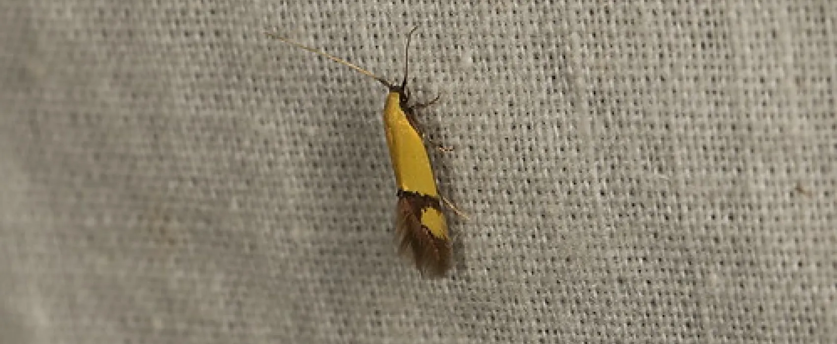 Boar Gully Campground