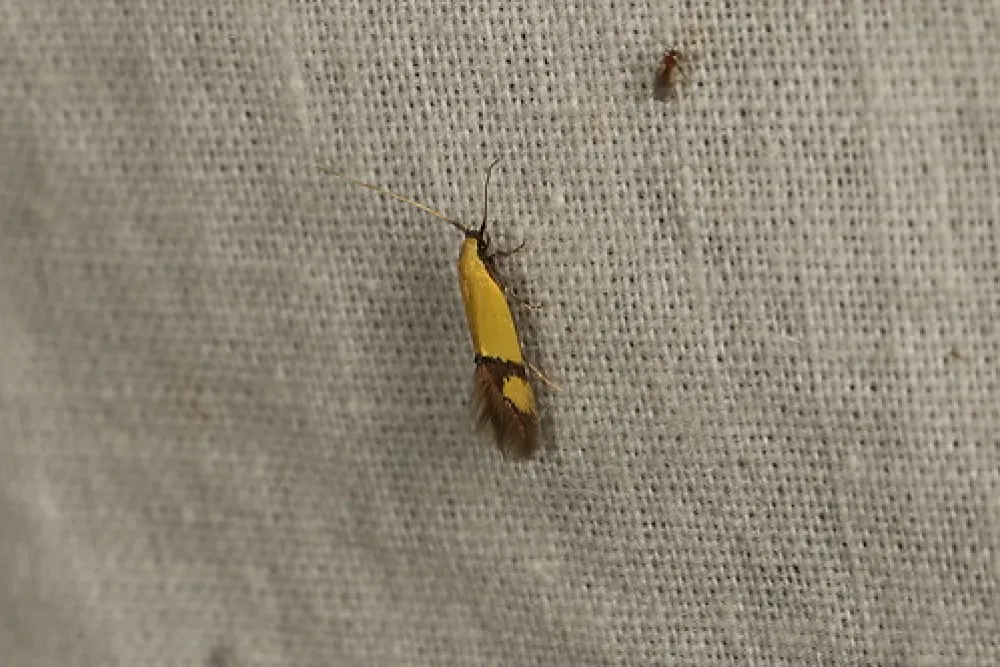 Boar Gully Campground