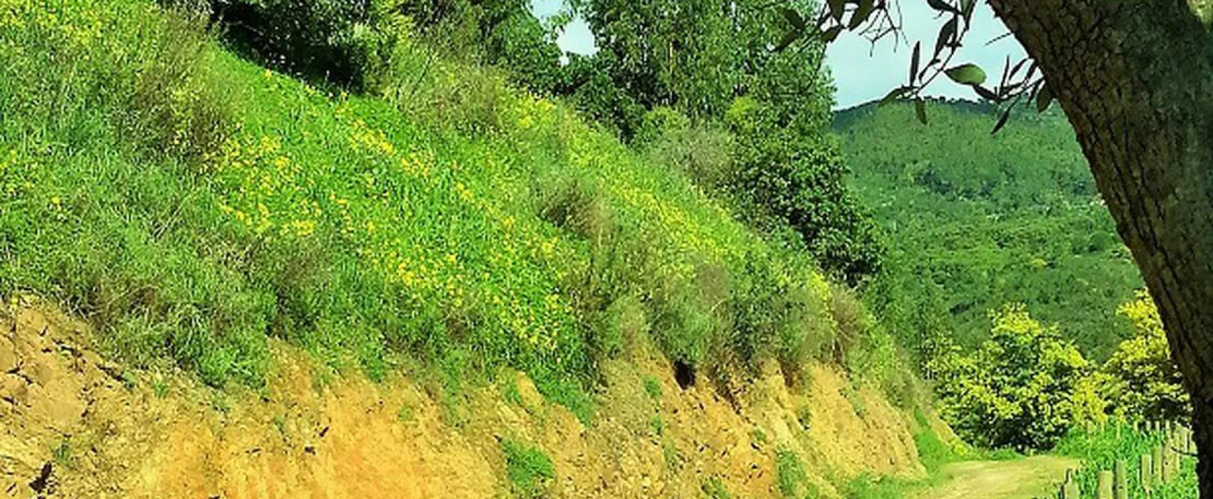 Vale da Carrasqueira