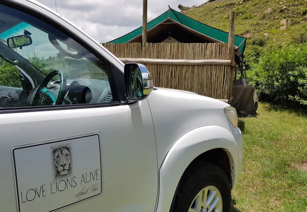 Love Lions Alive Sanctuary