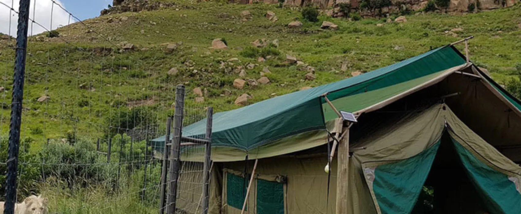 Love Lions Alive Sanctuary