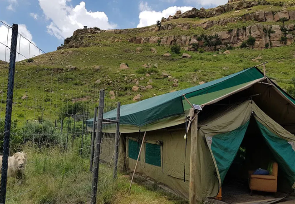 Love Lions Alive Sanctuary