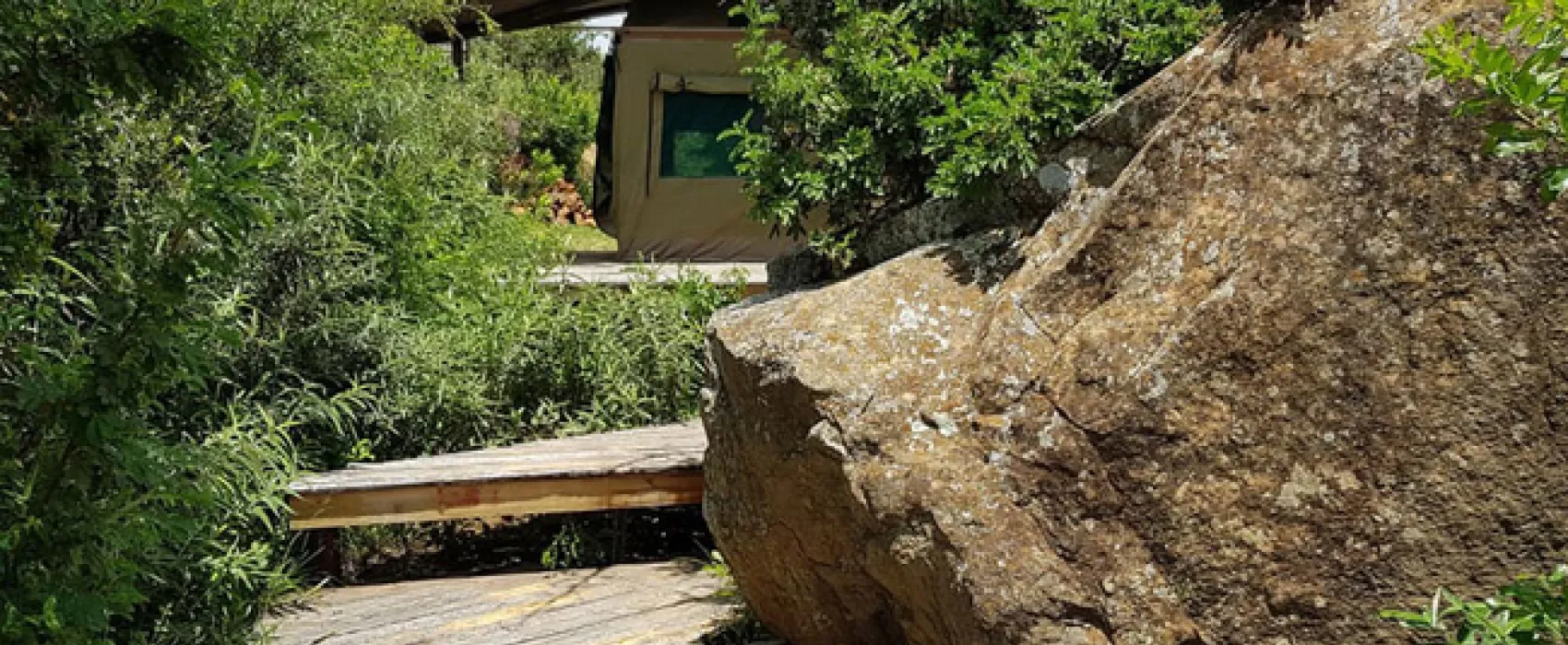 Love Lions Alive Sanctuary