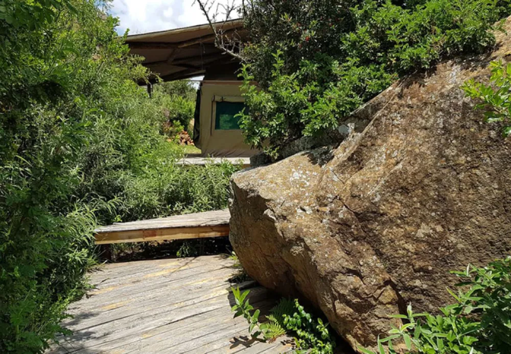 Love Lions Alive Sanctuary