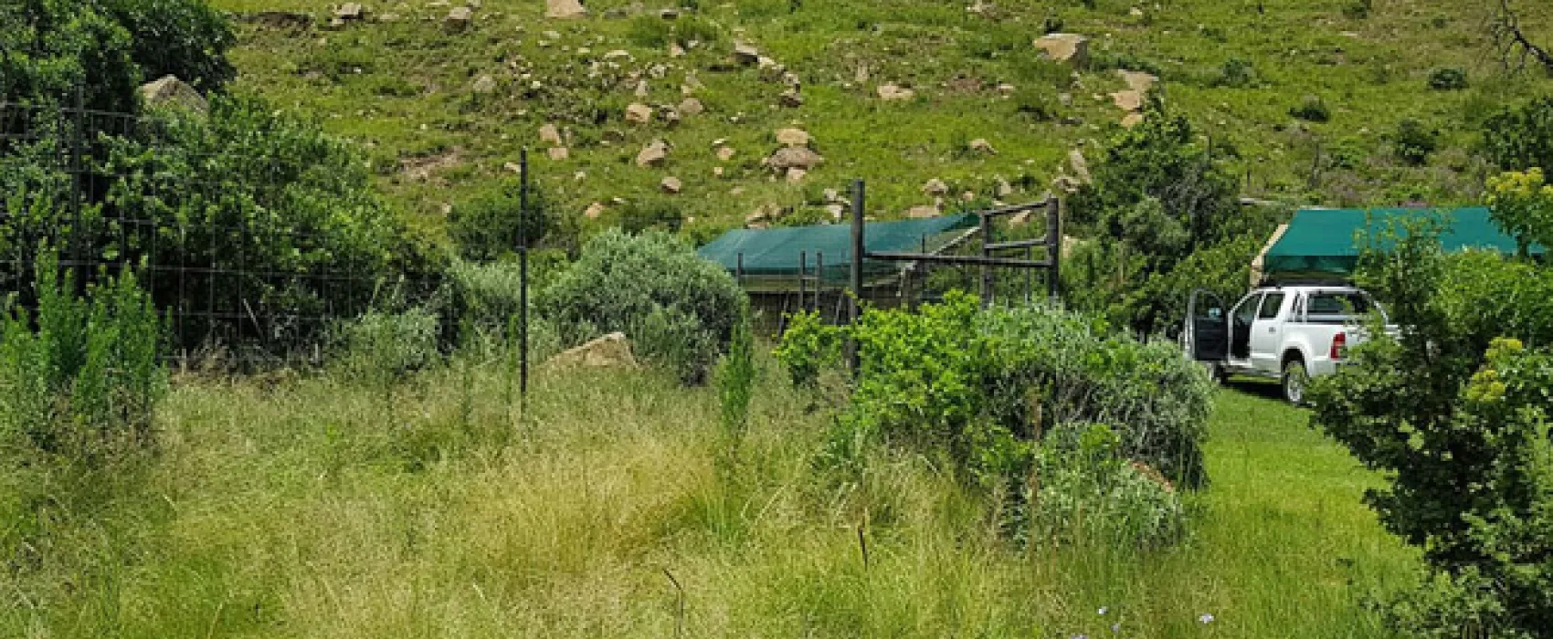 Love Lions Alive Sanctuary