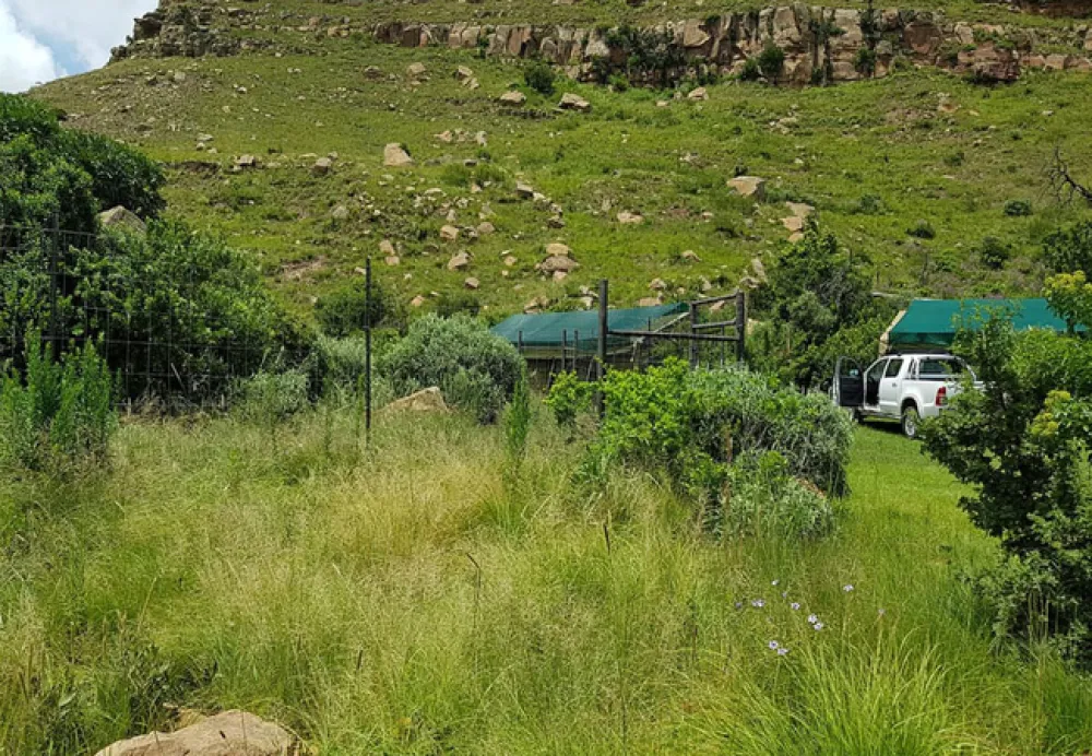 Love Lions Alive Sanctuary