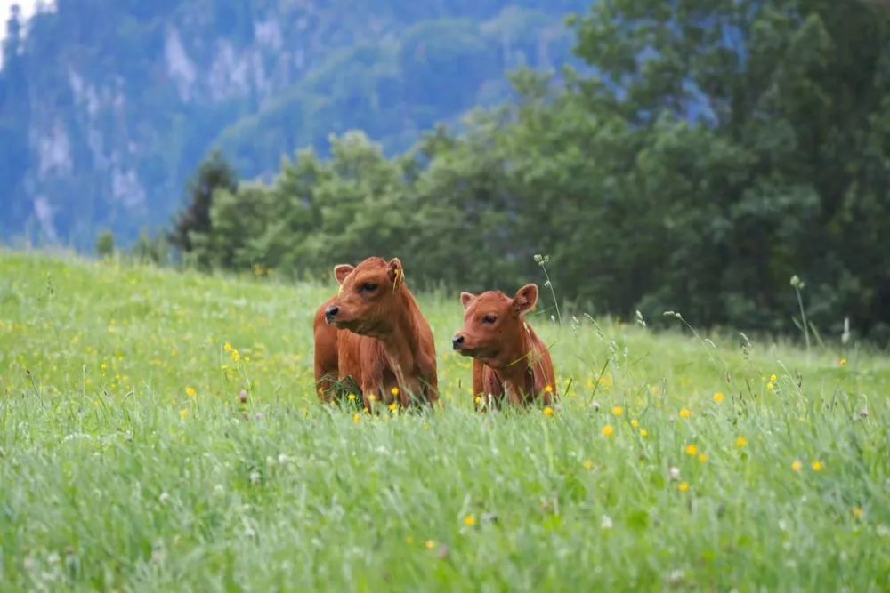 KlosterGut Schlehdorf