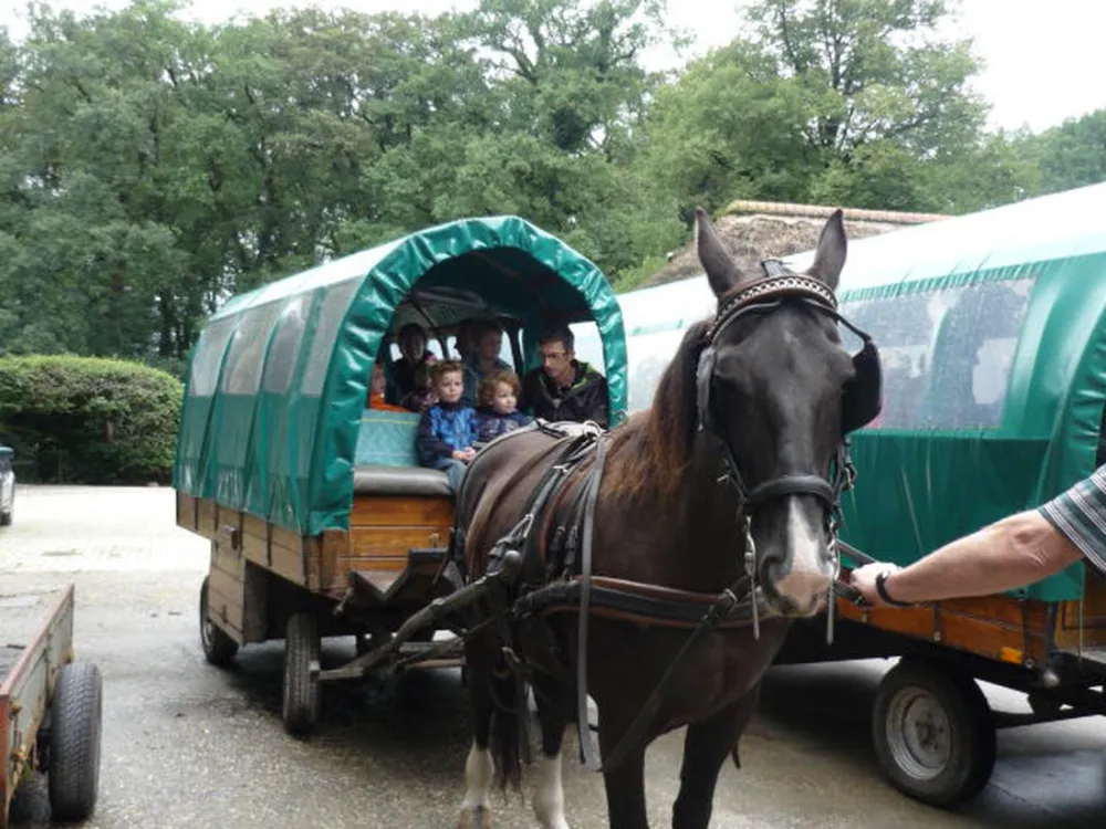 TopParken - Resort Veluwe (vh De Hertshoorn)