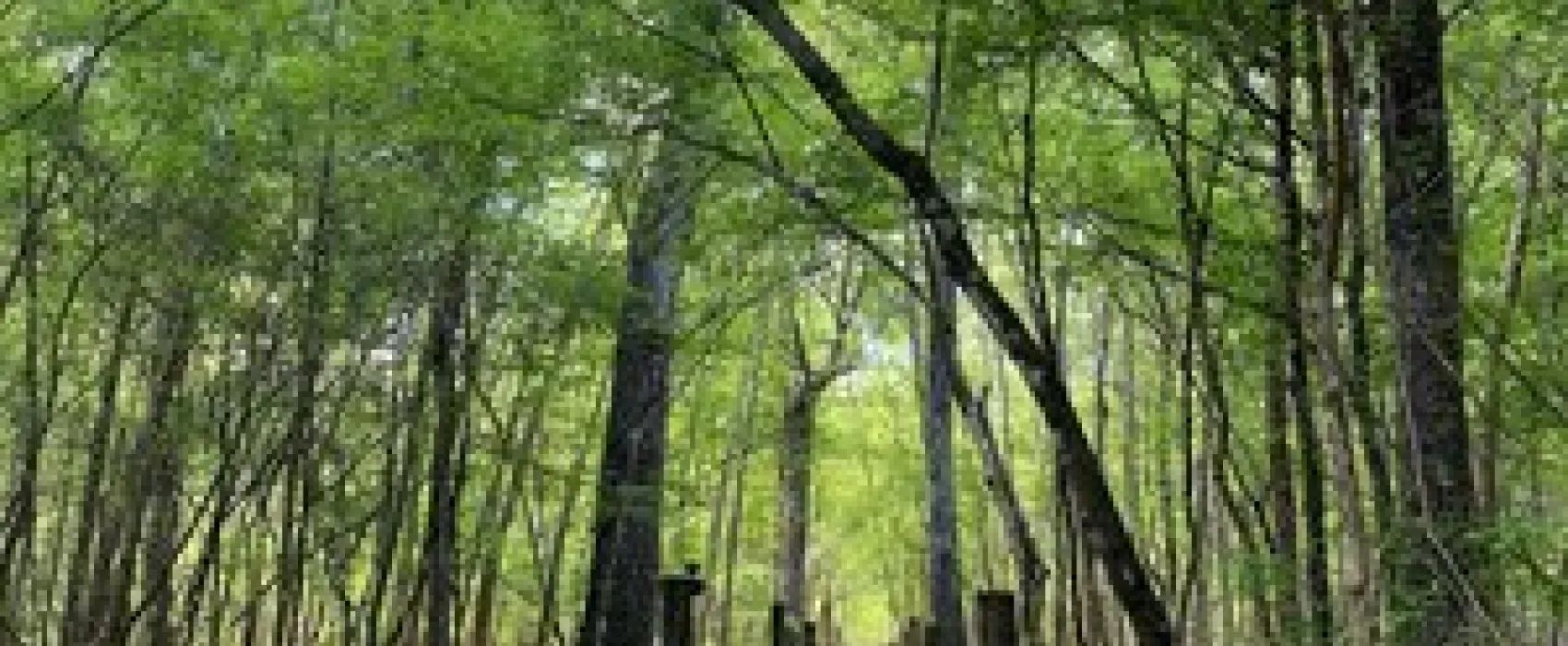 Suwannee River Hideaway Campground