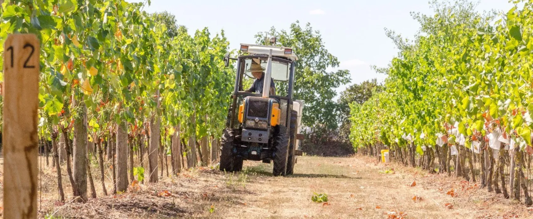 Wijndomein Erve Wisselink