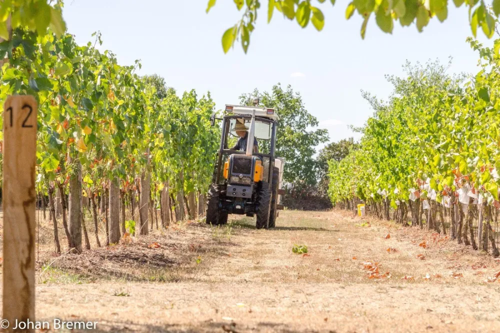 Wijndomein Erve Wisselink