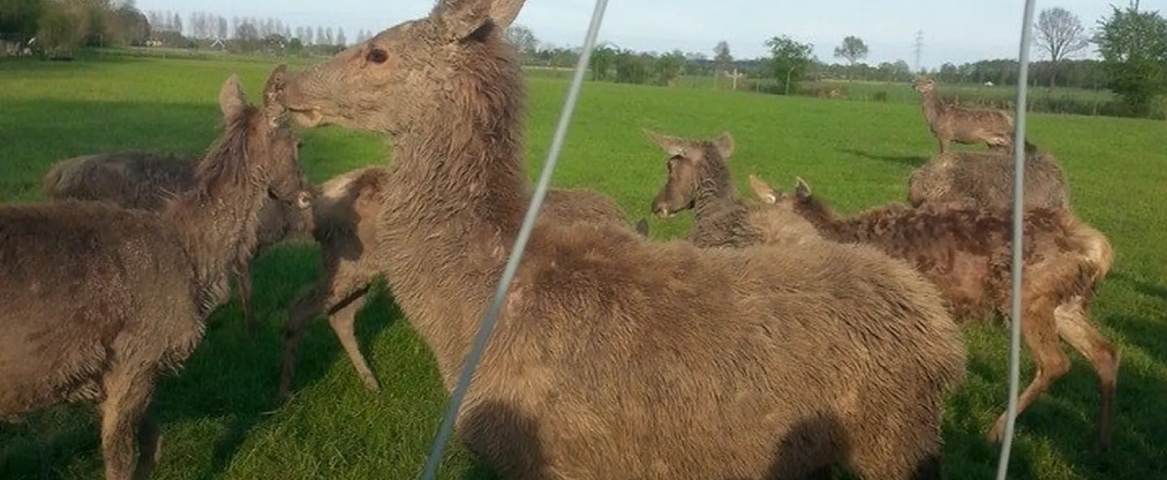 De Weerd's Hertenboerderij (in Nijbroek)