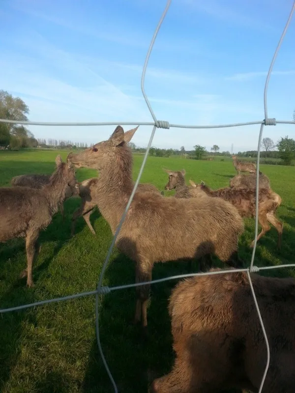 De Weerd's Hertenboerderij (in Nijbroek)